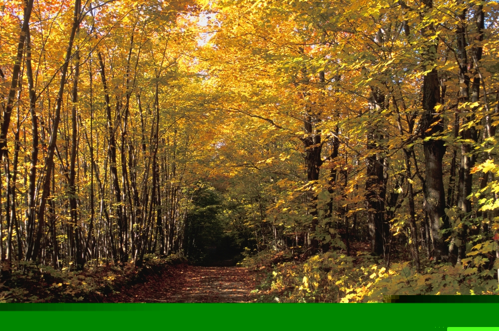 Changing Trees Poster Print by David Chapman, 34 x 22 - Large