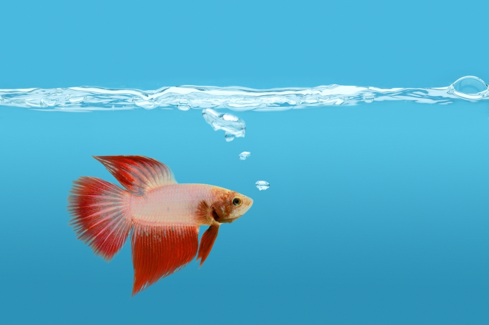 Fighting Fish Under Water Poster Print by Don Hammond, 34 x 22 - Large