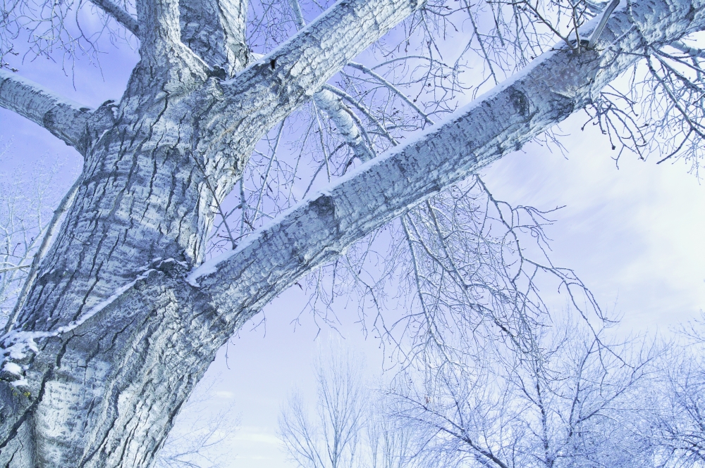Trees in Winter Poster Print by Don Hammond, 34 x 22 - Large
