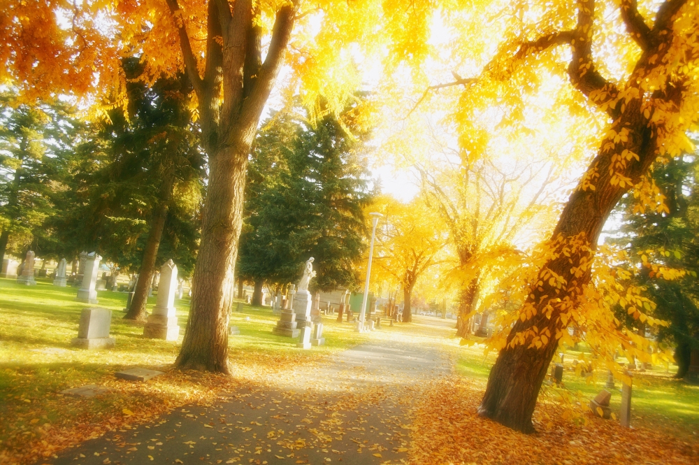 A Sidewalk Through Fall Trees Poster Print by Don Hammond - 17 x 11
