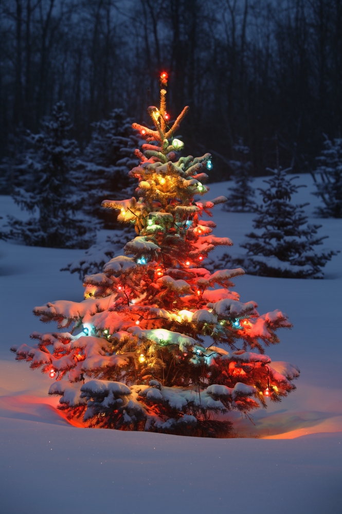 DPI1767260LARGE Christmas Tree with Lights Outdoors in The Forest Poster Print by Carson Ganci, 22 x 34 - Large
