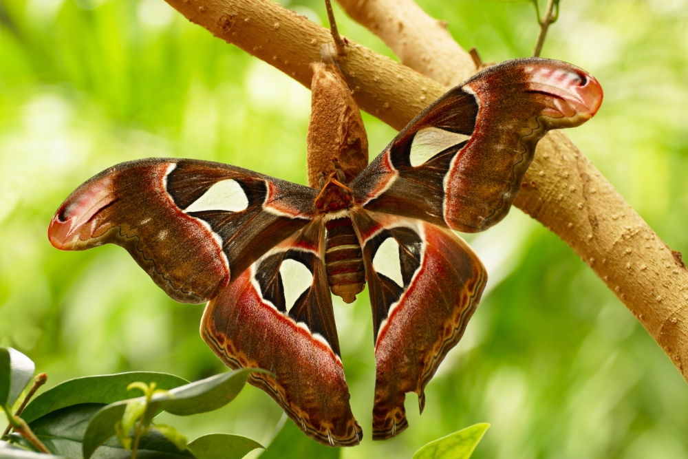 A Moth Poster Print by Raven Regan, 34 x 22 - Large