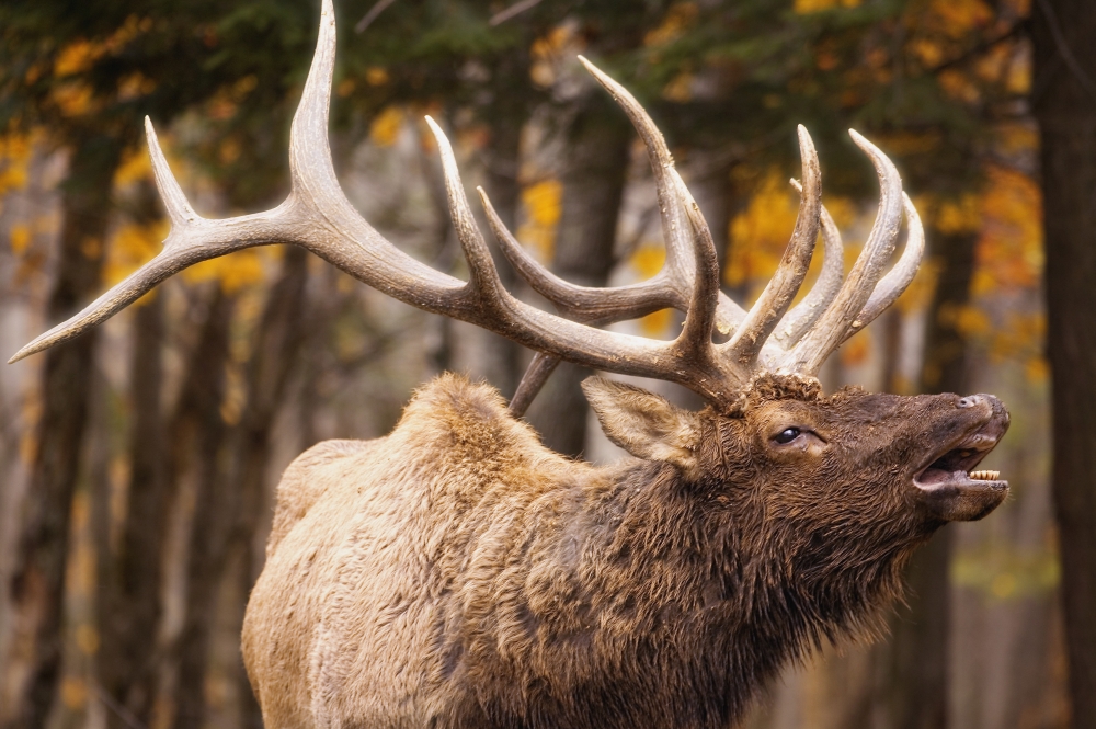 Elk in The Forest Poster Print by Carson Ganci - 17 x 11