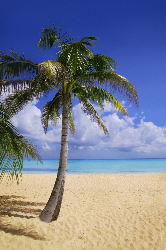 Palm Tree On Tropical Beach Poster Print by Don Hammond, 22 x 34 - Large