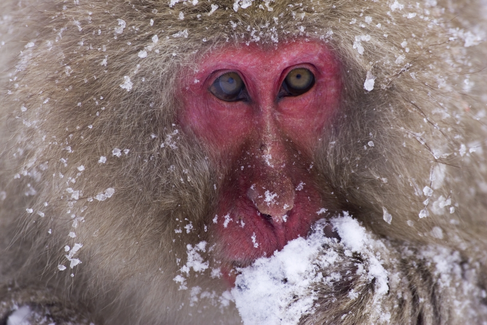 DPI1782149LARGE Japanese Snow Monkey Poster Print by Natural Selection Anita Weiner, 36 x 24 - Large