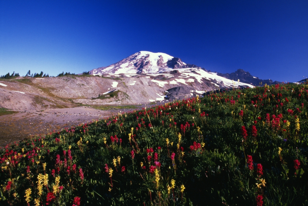 Paradise Park Valley Mount Rainier National Park Poster Print by Natural Selection Craig Tuttle, 18 x 12