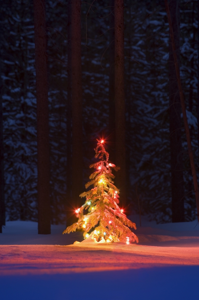 Lit Christmas Tree in a Forest Poster Print by Carson Ganci - 11 x 17