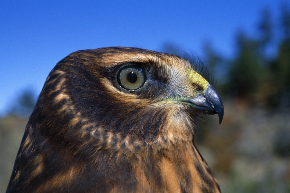 Northern Harrier Raptor in Profile Poster Print by Natural Selection David Ponton, 36 x 24 - Large