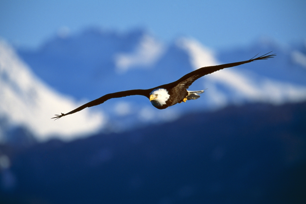Bald Eagle Haliaeetus Leucocephalus Poster Print by Natural Selection David Ponton, 18 x 12
