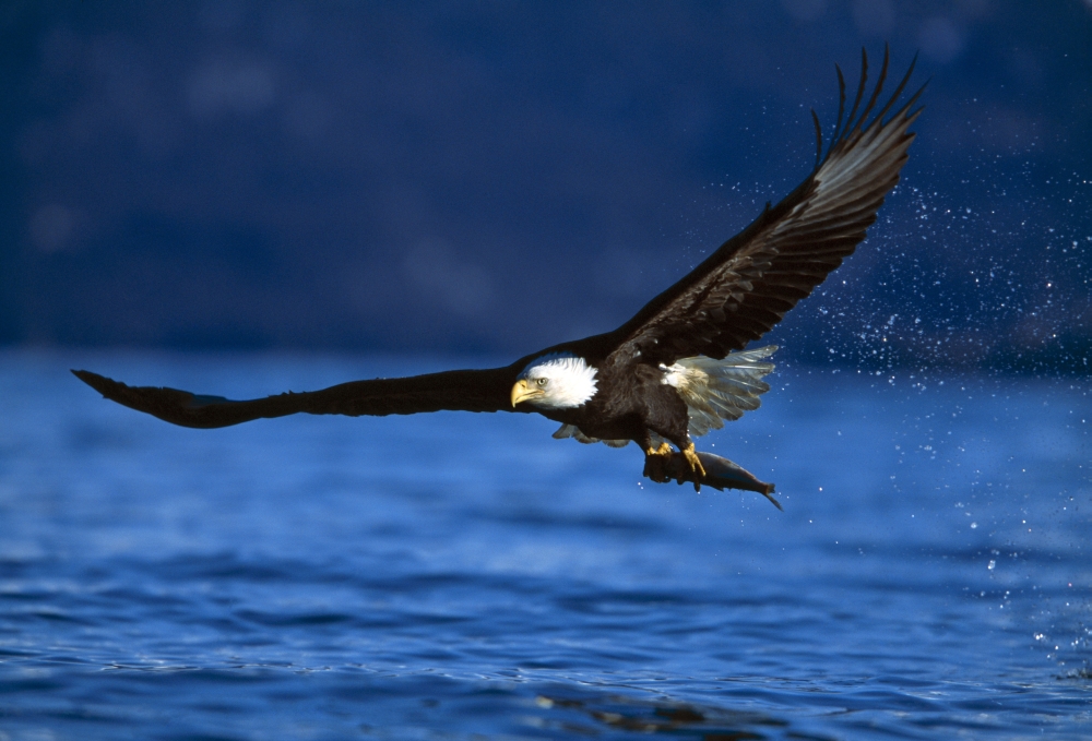 Bald Eagle Haliaeetus Leucocephalus Clutching Fish Poster Print by Natural Selection David Ponton - 18 x 12