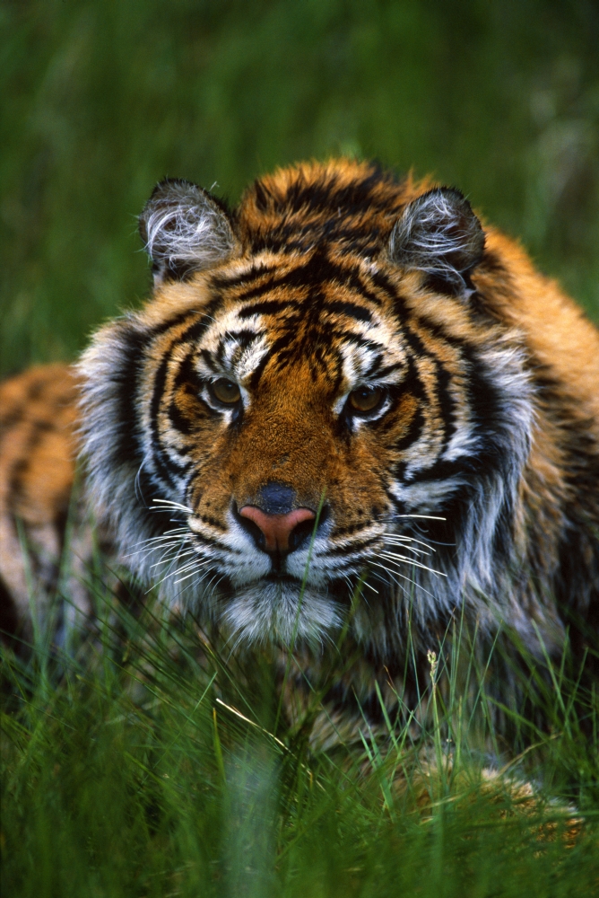 DPI1784751LARGE Siberian Tiger in Grass Poster Print by Natural Selection David Ponton, 24 x 36 - Large