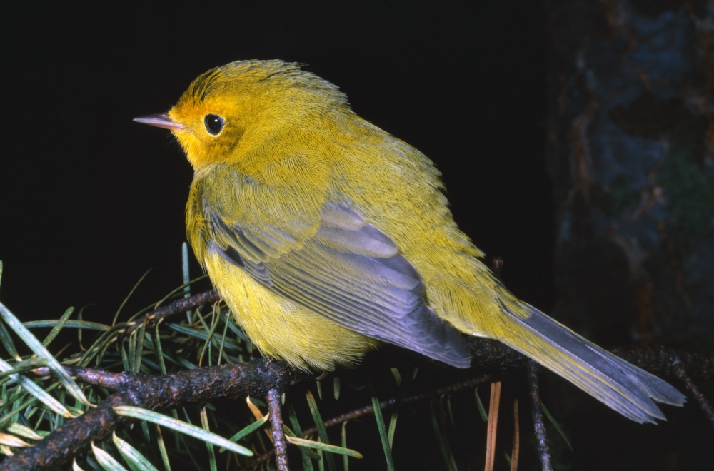 Yellow Warbler Poster Print by Natural Selection David Ponton, 36 x 24 - Large