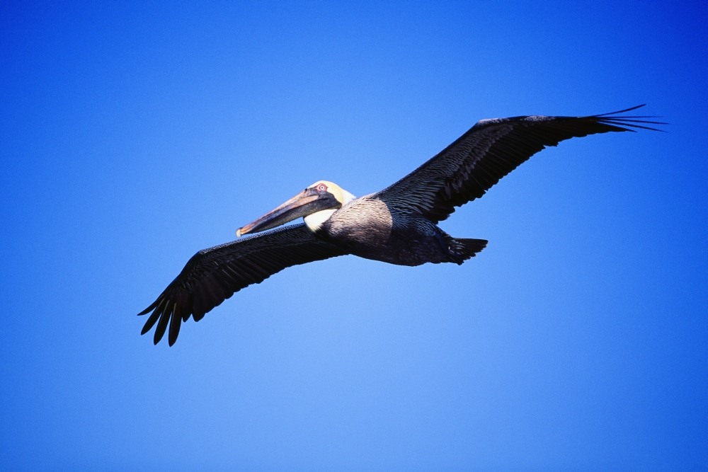 Pelican in Flight Poster Print by Alan Marsh, 36 x 24 - Large