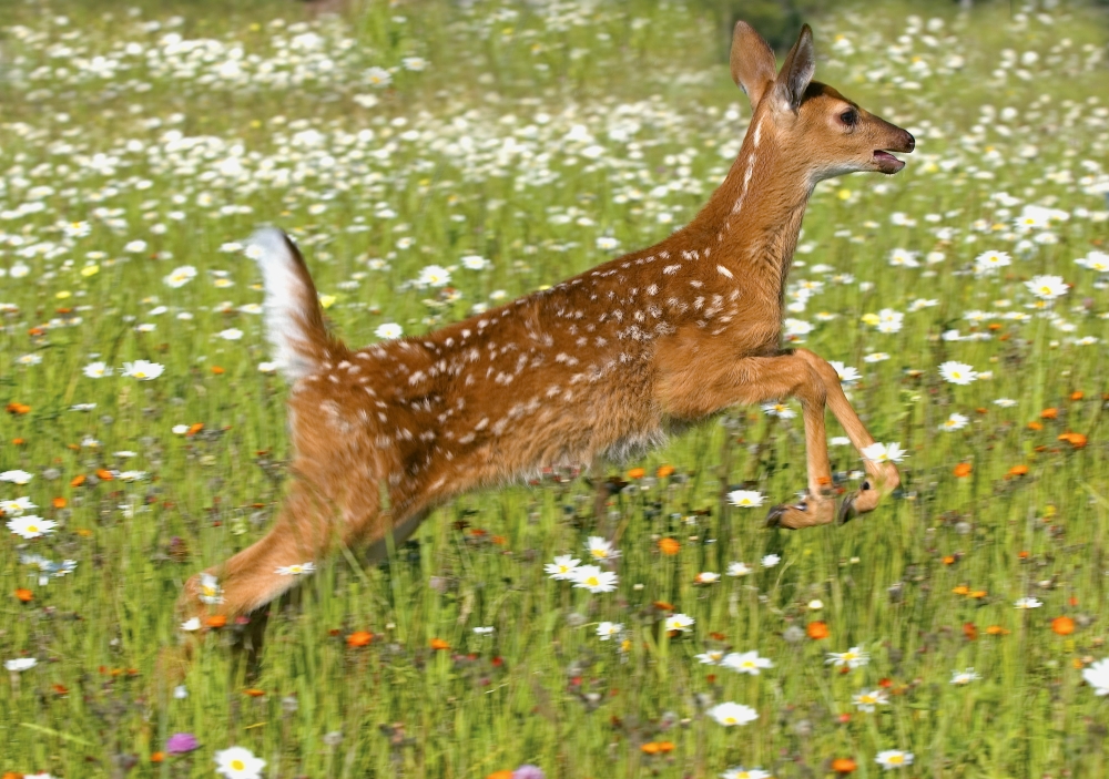 DPI1785282LARGE White Tailed Deer Fawn in Field of Spring Flowers Poster Print by John Pitcher, 32 x 22 - Large