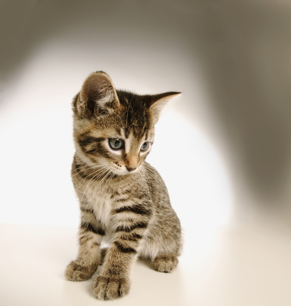 Kitten Poster Print by Don Hammond - 13 x 14