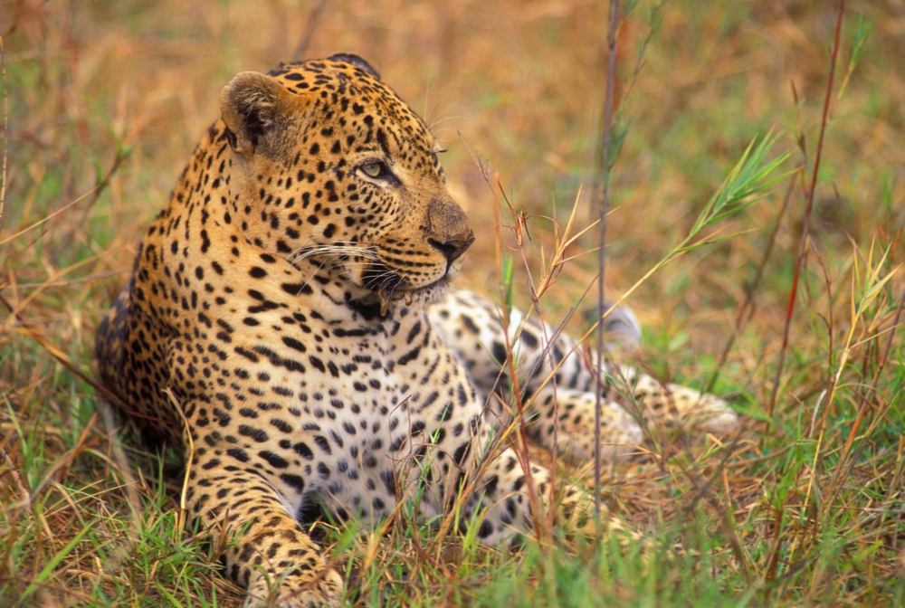 Leopard Lying in Grass Poster Print by John Pitcher, 34 x 22 - Large