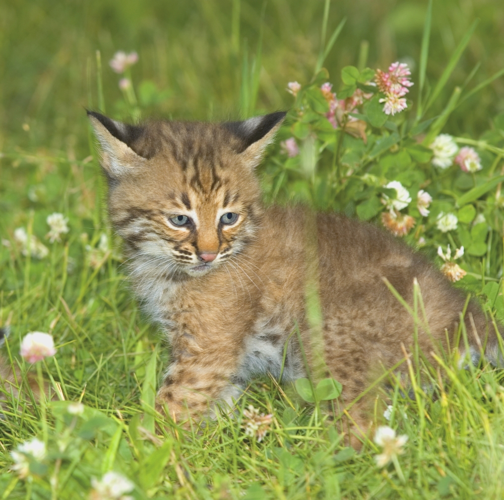Bobcat Kitten Poster Print by John Pitcher - 14 x 14