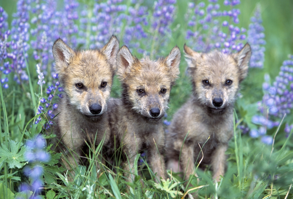 DPI1787520LARGE Three Wolf Pups Poster Print by Natural Selection David Ponton, 36 x 24 - Large