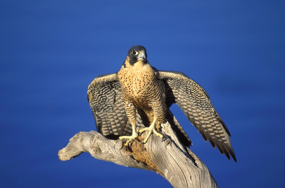 Peregrine Falcon On Perch Poster Print by John Pitcher, 34 x 22 - Large