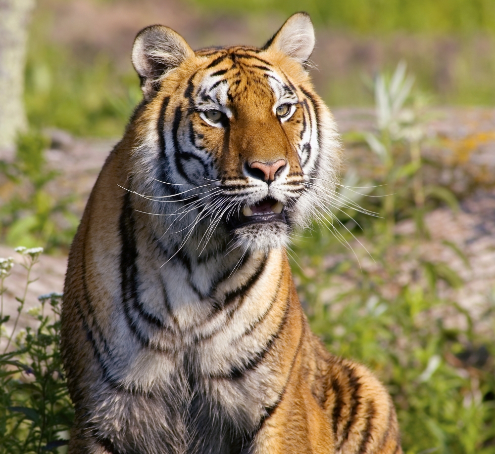 Tiger Watching Poster Print by John Pitcher, 28 x 26 - Large