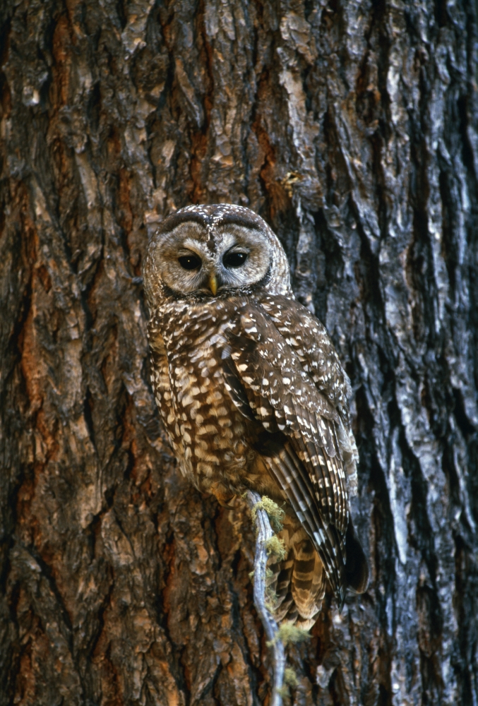 Mexican Spotted Owl Camouflaged Against Tree Bark Poster Print by Natural Selection David Ponton, 12 x 18