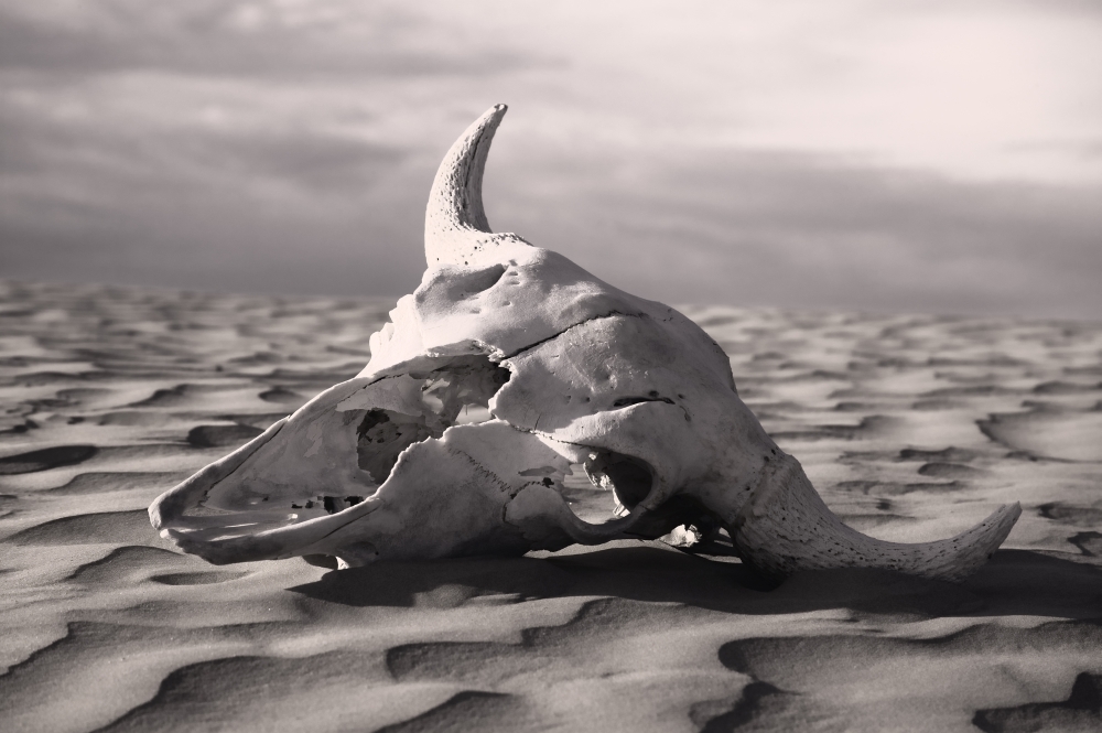Skull in Desert Poster Print by Carson Ganci - 17 x 11