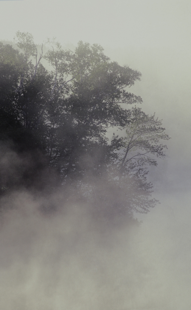 Tree Shrouded in Fog Poster Print by David Chapman - 11 x 17