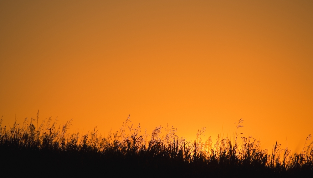 A Grassy Field with The Sun Setting Behind It Poster Print by Carson Ganci - 18 x 10