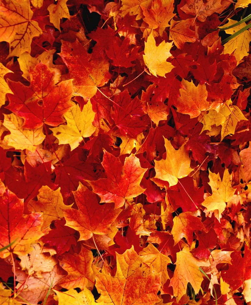 DPI1781285LARGE Fallen Maple Leaves Poster Print by David Chapman, 24 x 30 - Large