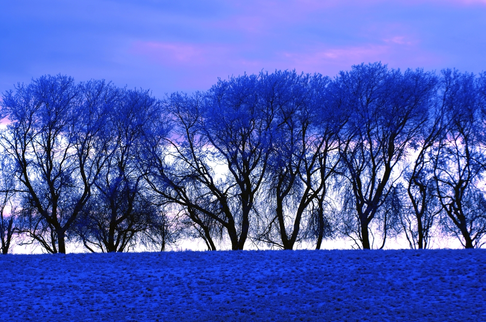 Frosty Trees Poster Print by Dean Muz - 17 x 11