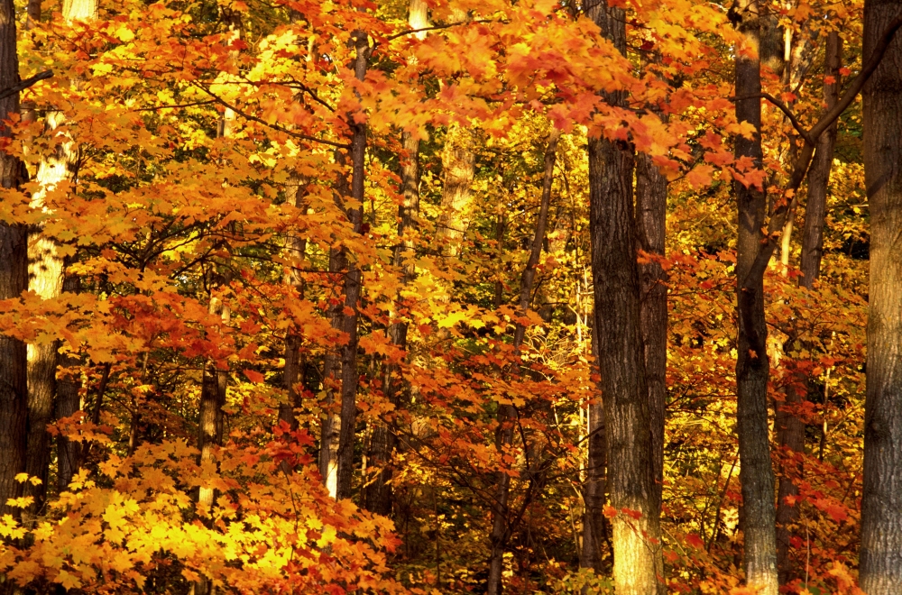 Autumn Trees Poster Print by David Chapman - 17 x 11