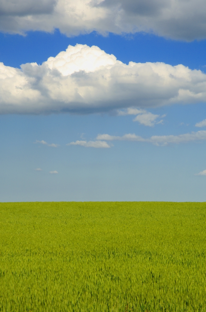 A Canola Field Poster Print by Dean Muz, 22 x 34 - Large