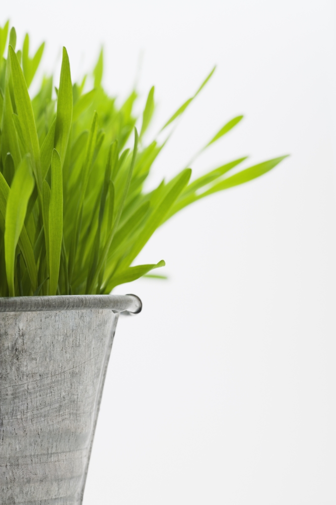 Green Grass in a Pot Poster Print by Steven Raniszewski, 22 x 34 - Large