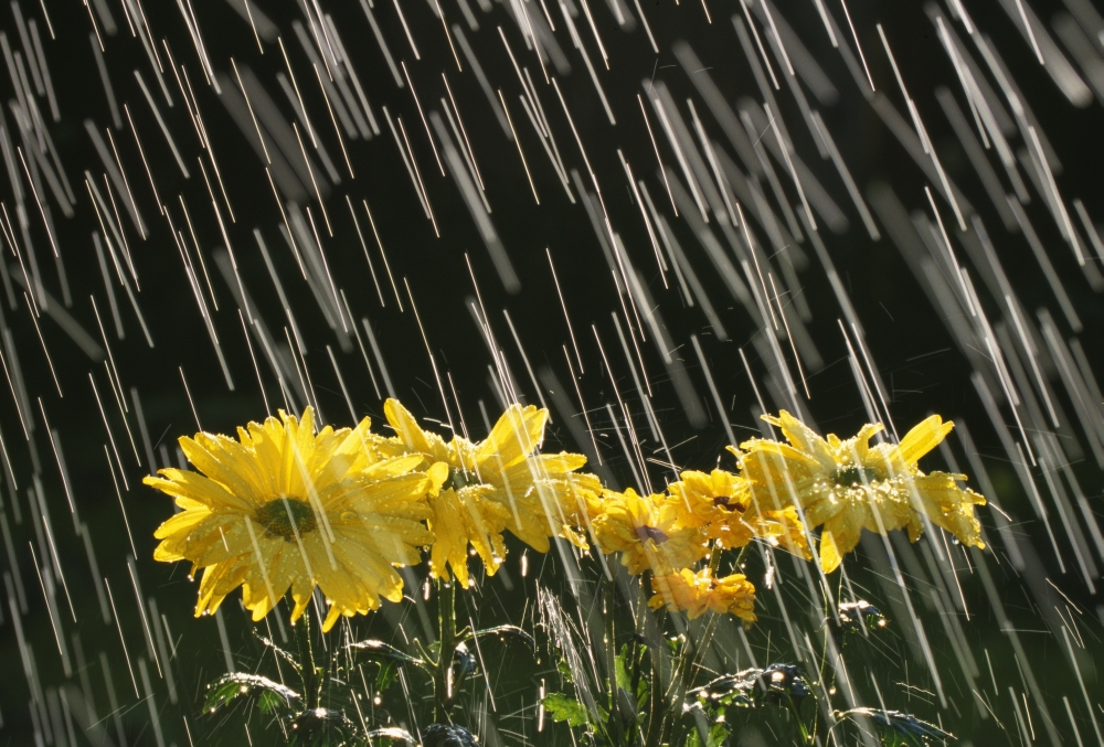 DPI1788346 Rain On Yellow Daisies Poster Print by Natural Selection Craig Tuttle, 18 x 12