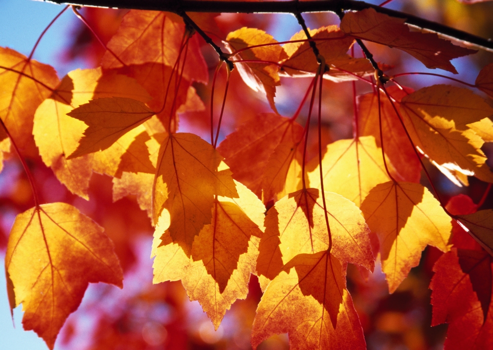 Autumn Leaves Poster Print by Natural Selection Craig Tuttle, 36 x 24 - Large