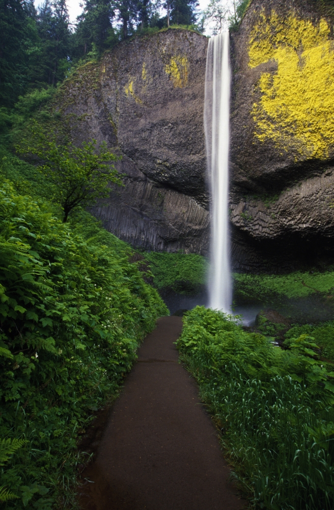 Lush Foliage Along Path To Latourell Falls Poster Print by Natural Selection Craig Tuttle - 12 x 18
