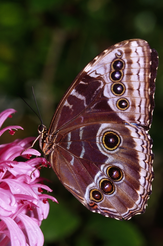 DPI1788877LARGE Blue Morpho Butterfly On Flower Poster Print by Natural Selection Ralph Curtin, 24 x 36 - Large