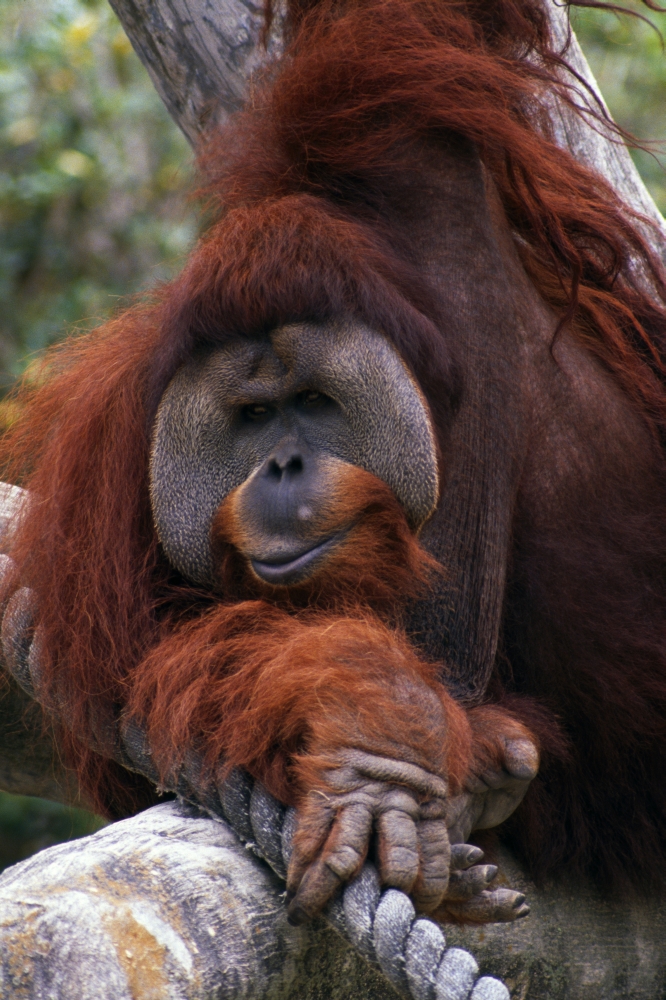 DPI1788892 Orangutan Poster Print by Natural Selection Ralph Curtin, 12 x 18