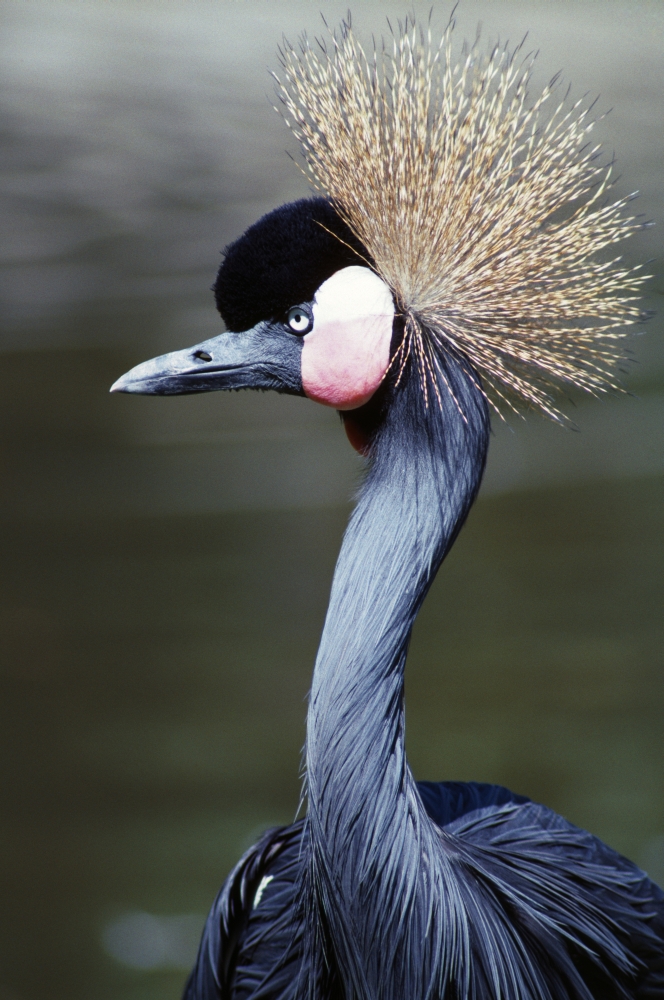 DPI1788899LARGE Crowned Crane Poster Print by Natural Selection Ralph Curtin, 24 x 36 - Large