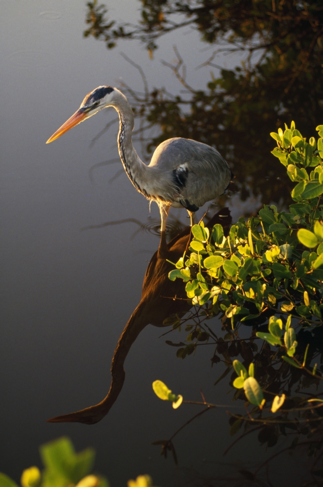 DPI1788924LARGE Great Blue Heron Poster Print by Natural Selection Ralph Curtin, 24 x 36 - Large