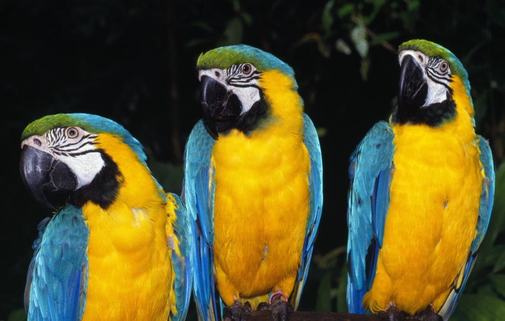 DPI1788935LARGE Three Parrots Poster Print by Natural Selection Ralph Curtin, 38 x 24 - Large