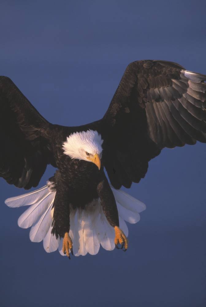 DPI1782102 Bald Eagle Hovering in The Air Poster Print by Natural Selection David Ponton, 11 x 17