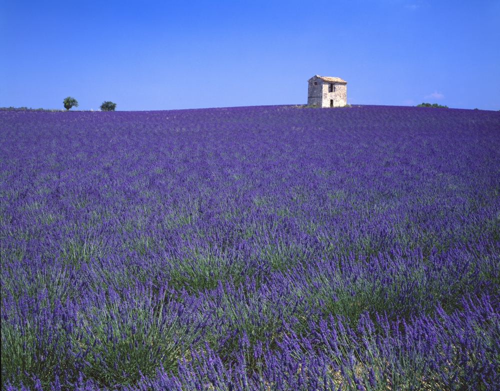 Lavender Field in Southern France Poster Print by David L. Brown - 17 x 13