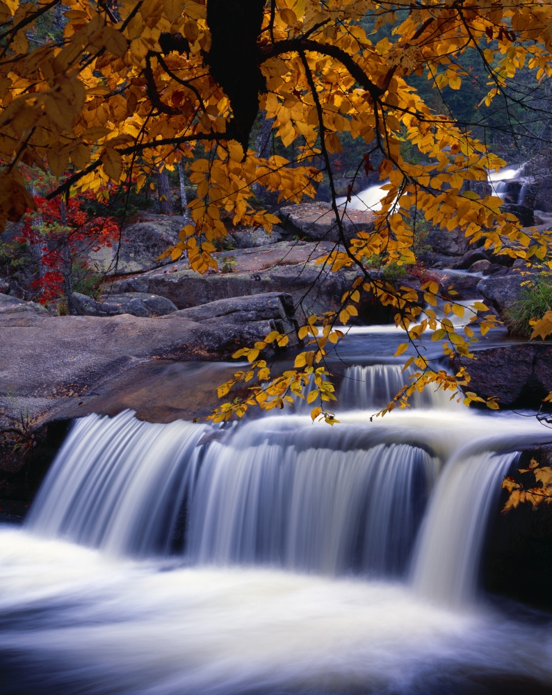 DPI1783427 Nesowadnehunk Stream Rapids Autumn Colors Baxter State Park Poster Print by Natural Selection Robert Cable, 13 x 17