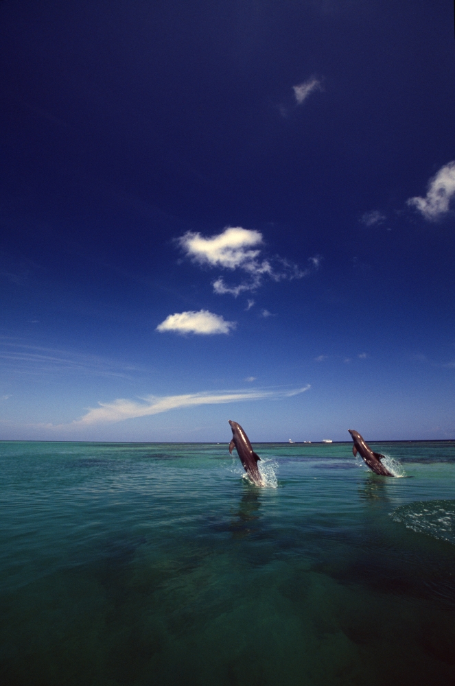 DPI1783800LARGE Two Bottlenose Dolphins Dancing Across Water On Tails Caribbean Sea Poster Print by Natural Selection Craig Tuttle, 24 x 36 - Large