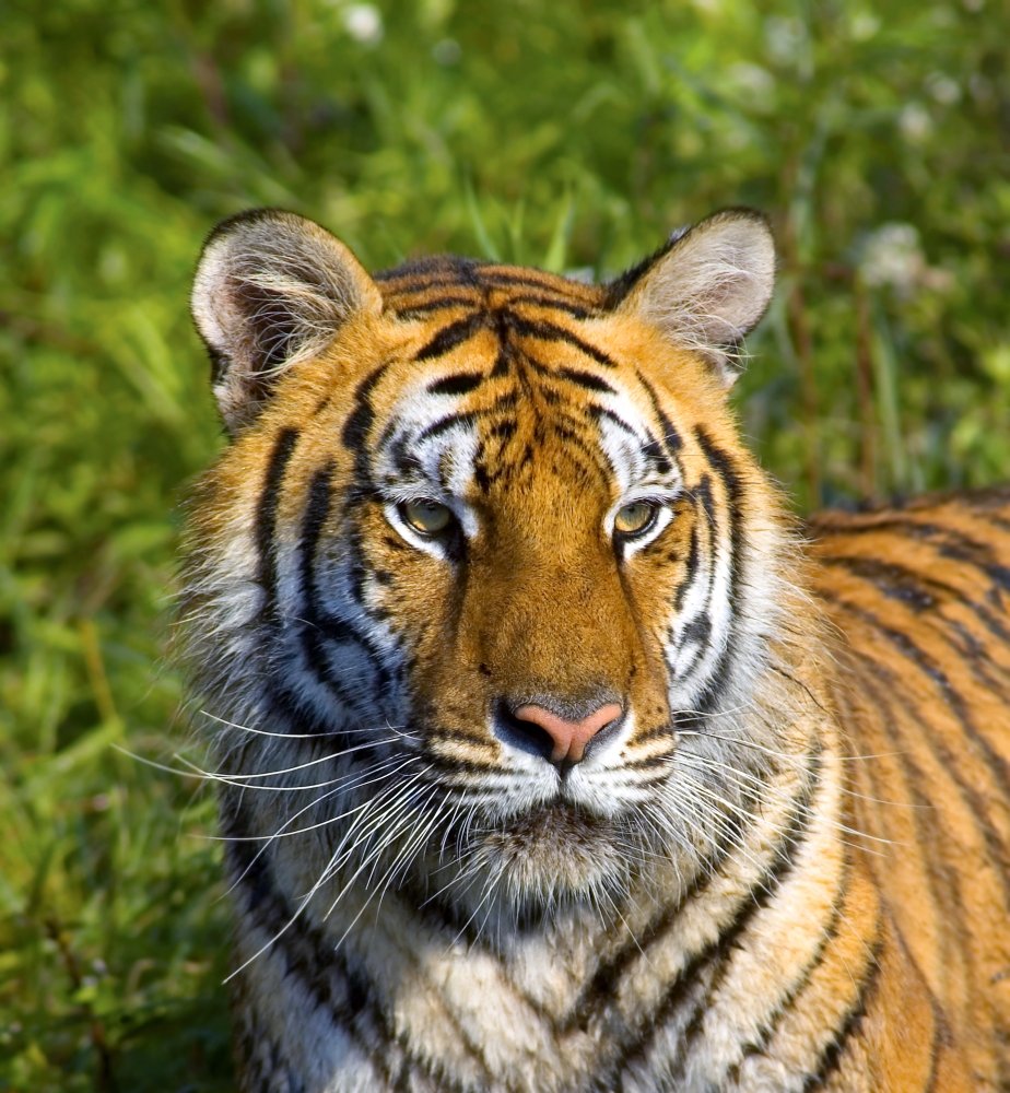 Tigress Poster Print by John Pitcher - 13 x 14