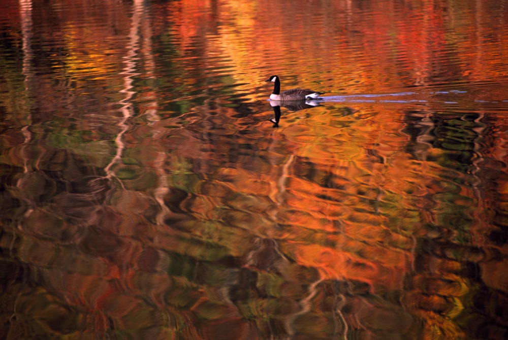 DPI1789570LARGE Canada Goose in Water Poster Print by Natural Selection Tony Sweet, 36 x 24 - Large