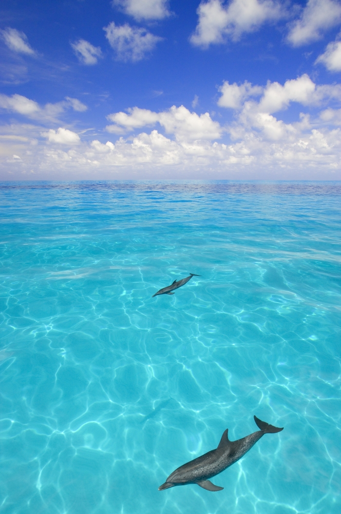 Dolphins Swimming Poster Print by Carson Ganci - 22 x 34 - Large