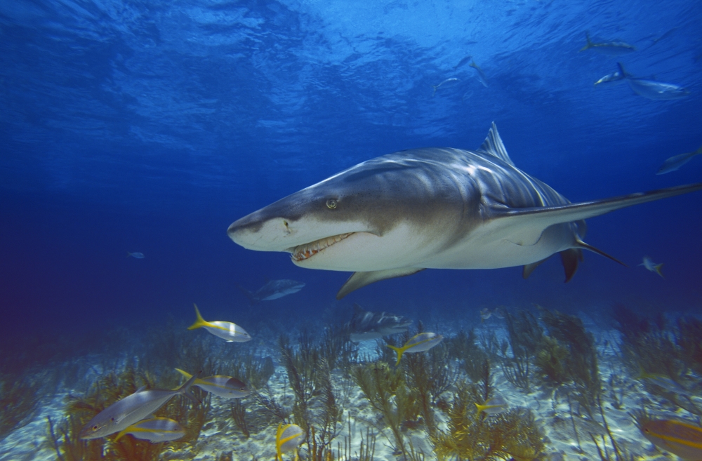 Lemon Shark Poster Print by Carson Ganci - 17 x 11