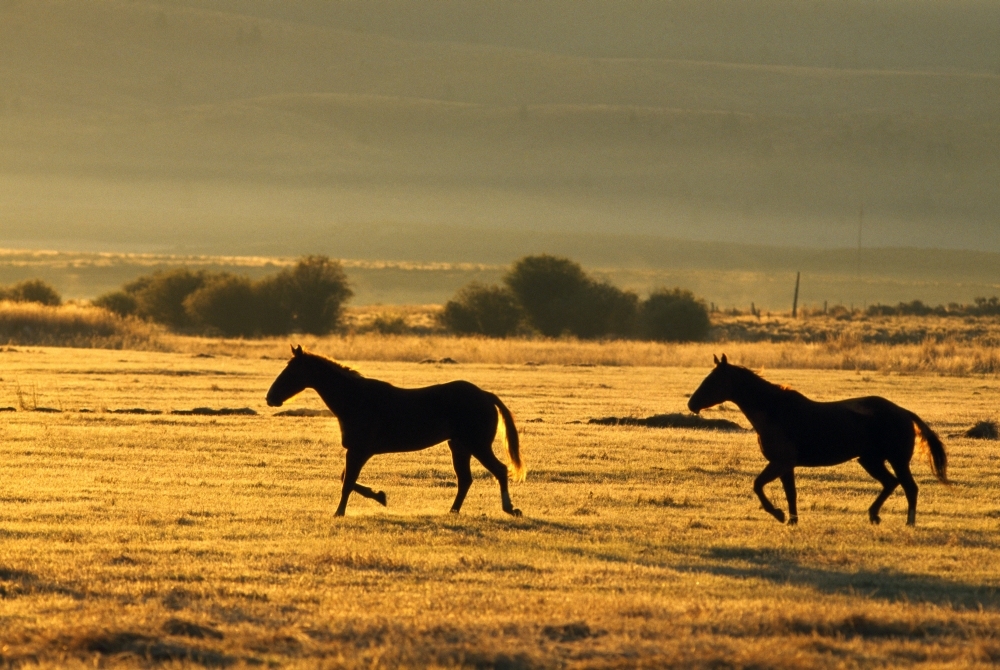 Silhouetted Horses Running Poster Print by Natural Selection Craig Tuttle - 18 x 12